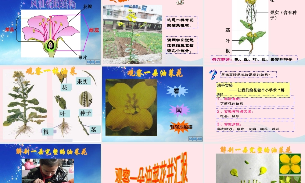 四年级科学下册 2 新的生命 1《油菜花开了》课件2 教科版-教科版小学四年级下册自然科学课件