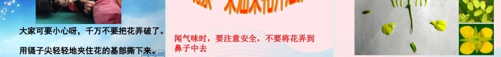 四年级科学下册 2 新的生命 1《油菜花开了》课件2 教科版-教科版小学四年级下册自然科学课件