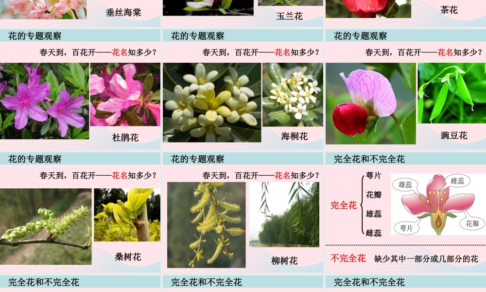 四年级科学下册 2 新的生命 2 各种各样的花课件 教科版-教科版小学四年级下册自然科学课件