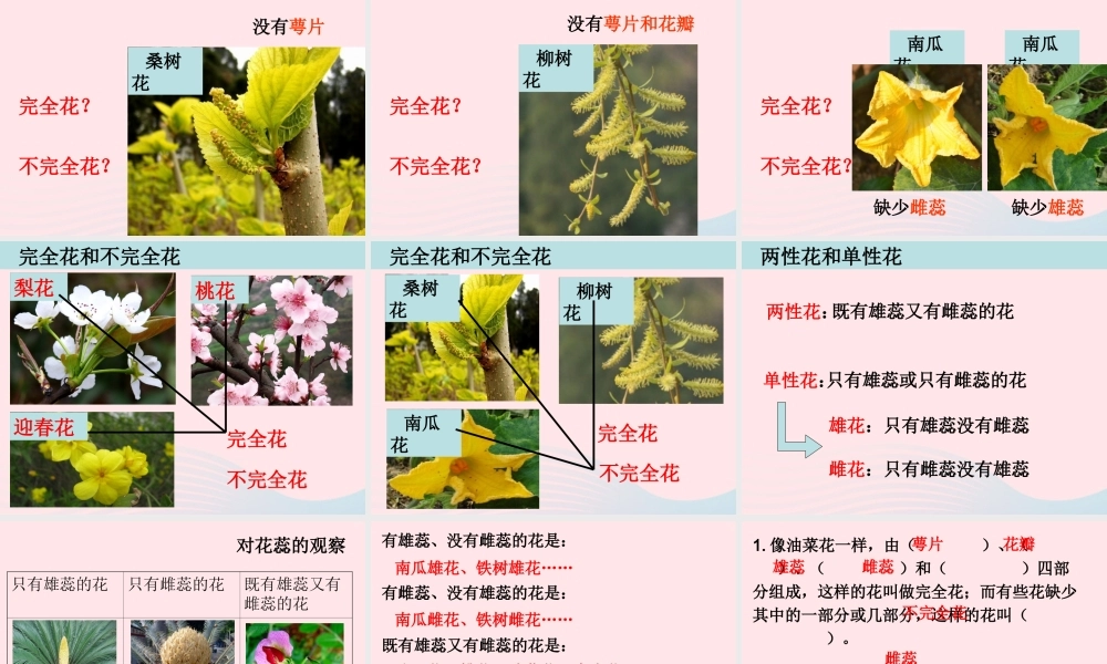 四年级科学下册 2 新的生命 2 各种各样的花课件 教科版-教科版小学四年级下册自然科学课件