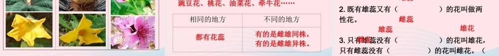 四年级科学下册 2 新的生命 2 各种各样的花课件 教科版-教科版小学四年级下册自然科学课件