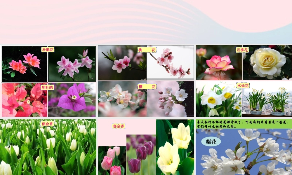 四年级科学下册 2 新的生命 2 各种各样的花课件1 教科版-教科版小学四年级下册自然科学课件