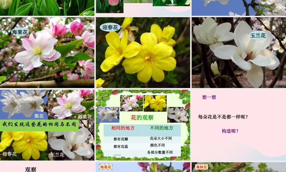 四年级科学下册 2 新的生命 2 各种各样的花课件1 教科版-教科版小学四年级下册自然科学课件