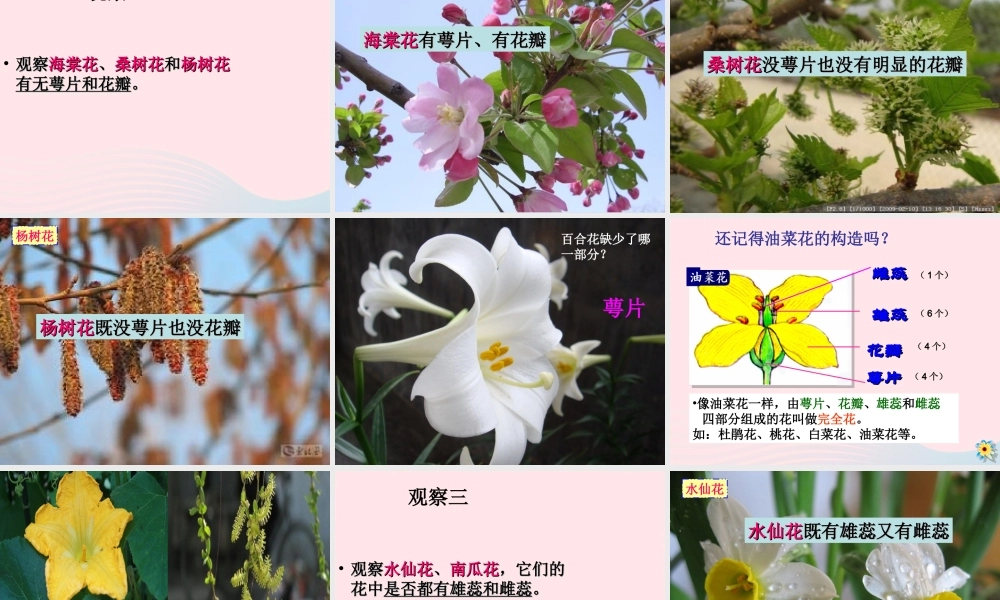 四年级科学下册 2 新的生命 2 各种各样的花课件1 教科版-教科版小学四年级下册自然科学课件