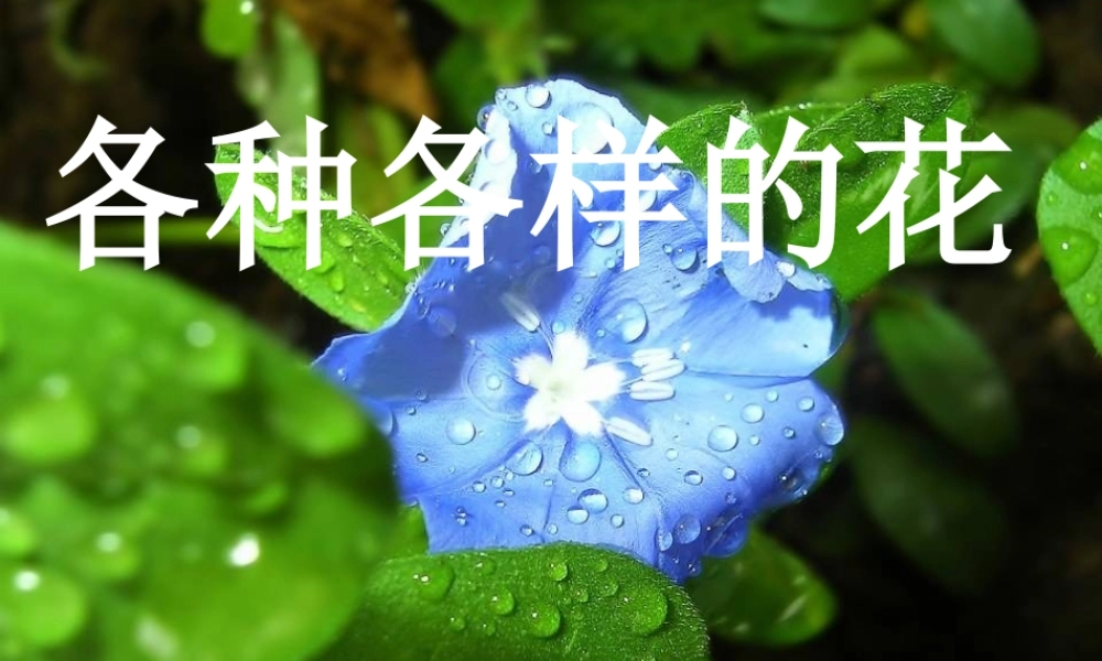 四年级科学下册 2 新的生命 2 各种各样的花课件2 教科版-教科版小学四年级下册自然科学课件