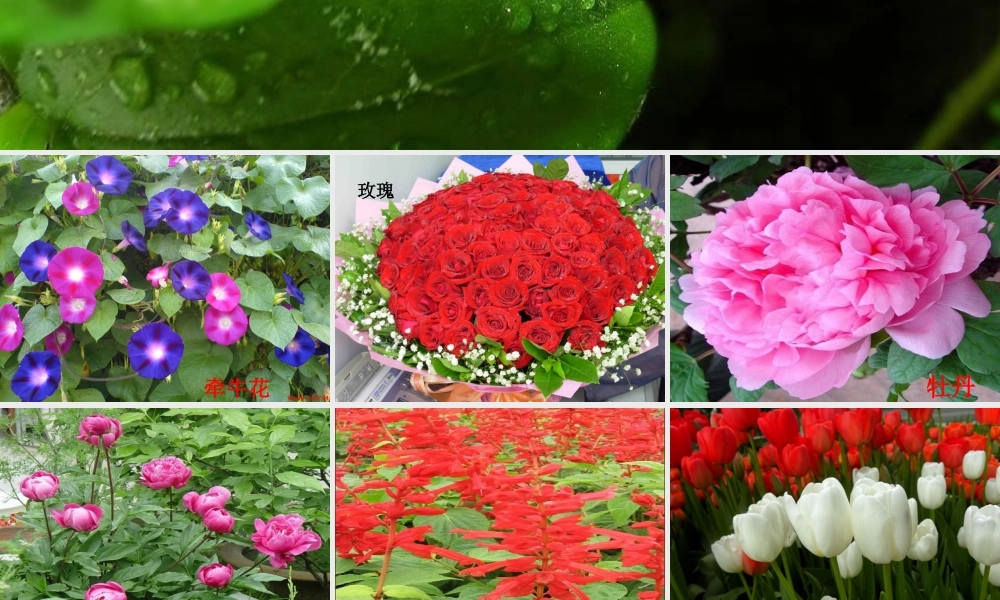 四年级科学下册 2 新的生命 2 各种各样的花课件2 教科版-教科版小学四年级下册自然科学课件