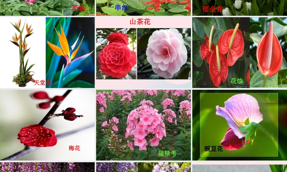 四年级科学下册 2 新的生命 2 各种各样的花课件2 教科版-教科版小学四年级下册自然科学课件