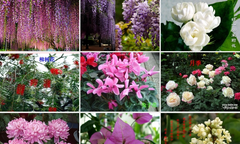 四年级科学下册 2 新的生命 2 各种各样的花课件2 教科版-教科版小学四年级下册自然科学课件