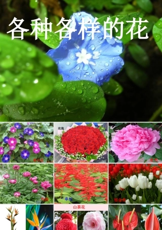 四年级科学下册 2 新的生命 2 各种各样的花课件2 教科版-教科版小学四年级下册自然科学课件