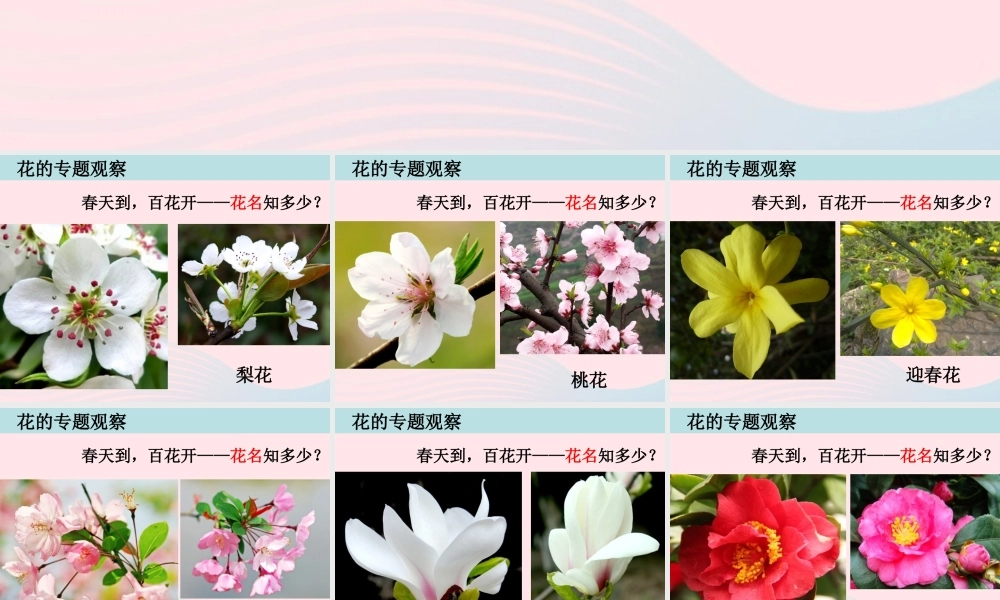 四年级科学下册 2 新的生命 2 各种各样的花课件3 教科版-教科版小学四年级下册自然科学课件