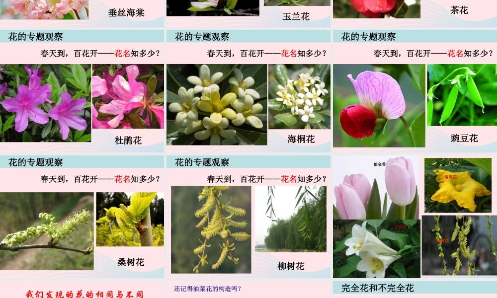 四年级科学下册 2 新的生命 2 各种各样的花课件3 教科版-教科版小学四年级下册自然科学课件