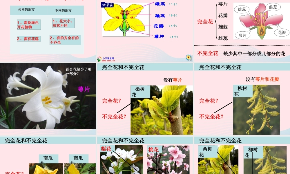 四年级科学下册 2 新的生命 2 各种各样的花课件3 教科版-教科版小学四年级下册自然科学课件