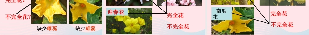 四年级科学下册 2 新的生命 2 各种各样的花课件3 教科版-教科版小学四年级下册自然科学课件
