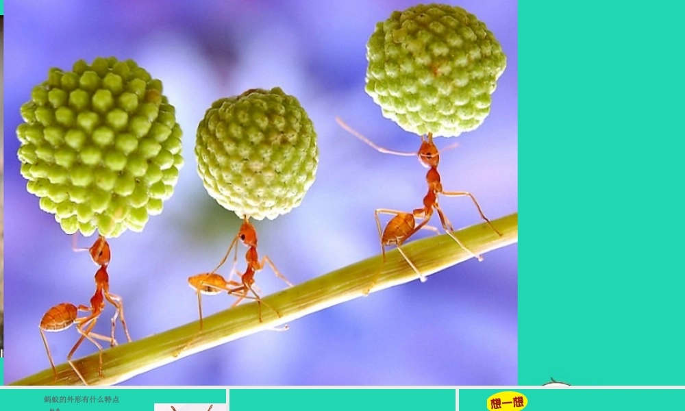 四年级科学上册 第10课《更多的小动物》课件（1） 鄂教版-鄂教版小学四年级上册自然科学课件