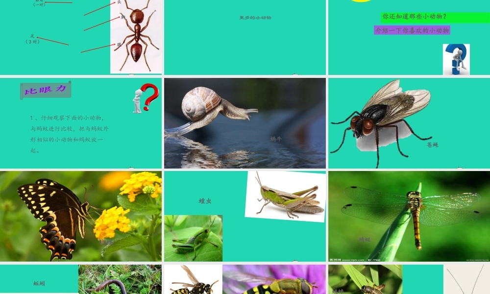 四年级科学上册 第10课《更多的小动物》课件（1） 鄂教版-鄂教版小学四年级上册自然科学课件