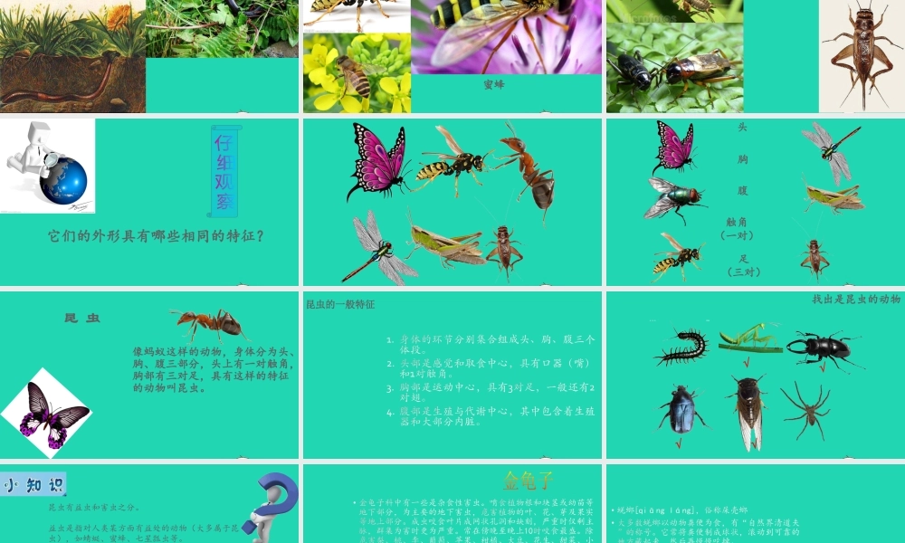 四年级科学上册 第10课《更多的小动物》课件（1） 鄂教版-鄂教版小学四年级上册自然科学课件