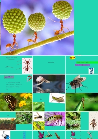 四年级科学上册 第10课《更多的小动物》课件（1） 鄂教版-鄂教版小学四年级上册自然科学课件