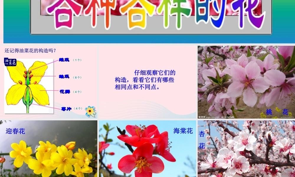 四年级科学下册 2 新的生命 2 各种各样的花课件4 教科版-教科版小学四年级下册自然科学课件