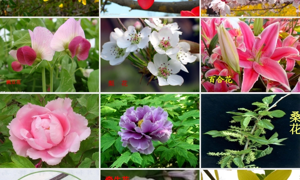 四年级科学下册 2 新的生命 2 各种各样的花课件4 教科版-教科版小学四年级下册自然科学课件