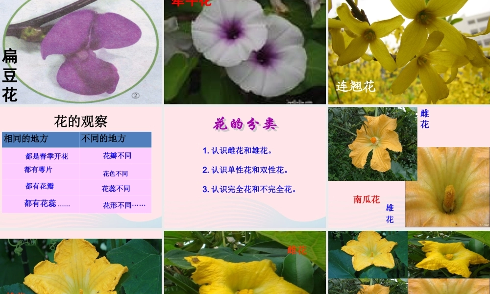 四年级科学下册 2 新的生命 2 各种各样的花课件4 教科版-教科版小学四年级下册自然科学课件