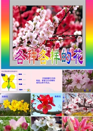 四年级科学下册 2 新的生命 2 各种各样的花课件4 教科版-教科版小学四年级下册自然科学课件