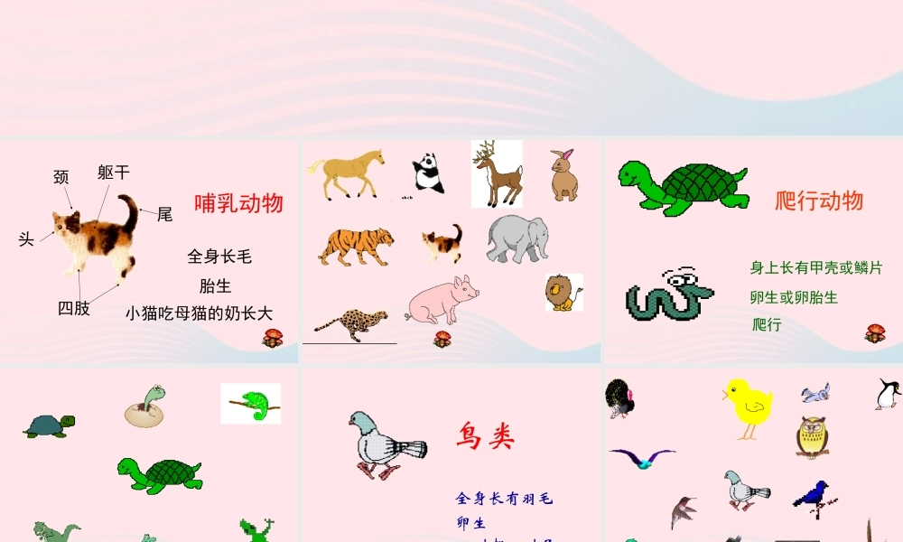 四年级科学上册 第10课《更多的小动物》课件（2） 鄂教版-鄂教版小学四年级上册自然科学课件