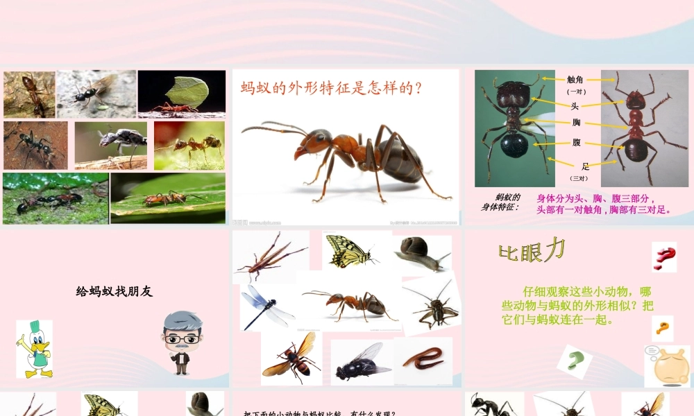 四年级科学上册 第10课《更多的小动物》课件（3） 鄂教版-鄂教版小学四年级上册自然科学课件