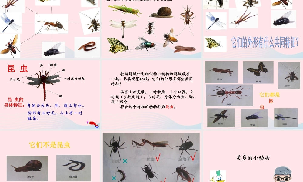 四年级科学上册 第10课《更多的小动物》课件（3） 鄂教版-鄂教版小学四年级上册自然科学课件