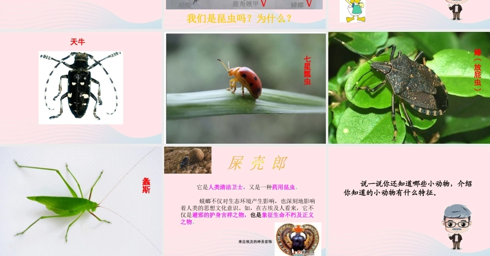 四年级科学上册 第10课《更多的小动物》课件（3） 鄂教版-鄂教版小学四年级上册自然科学课件