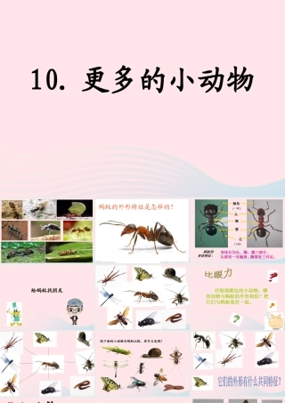 四年级科学上册 第10课《更多的小动物》课件（3） 鄂教版-鄂教版小学四年级上册自然科学课件