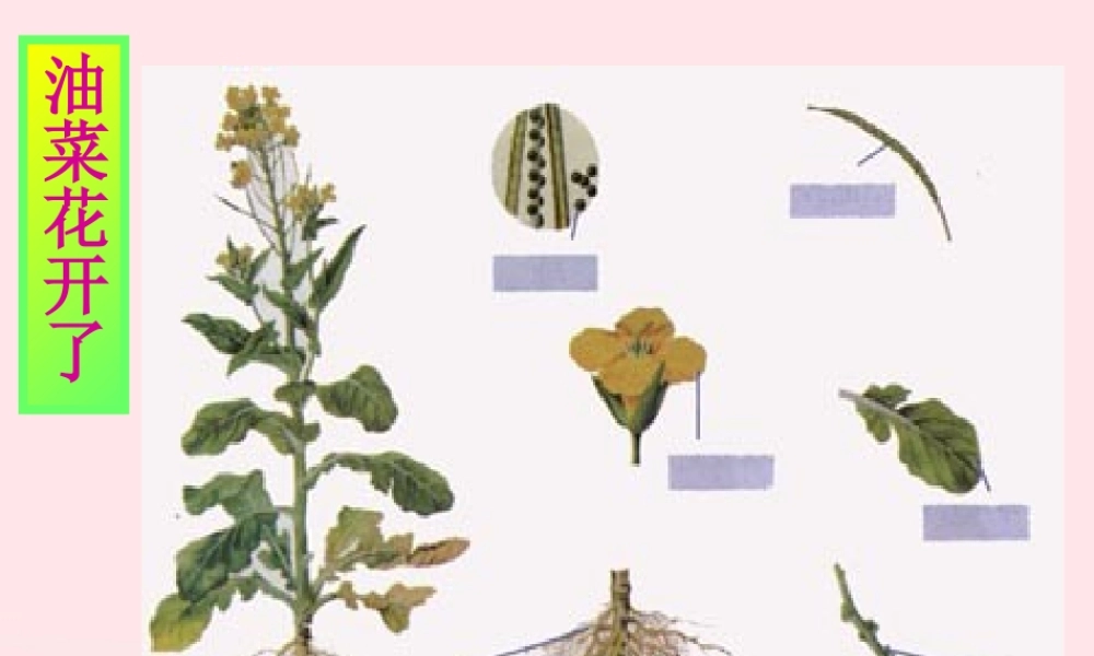 四年级科学下册 2 新的生命 2 各种各样的花课件5 教科版-教科版小学四年级下册自然科学课件
