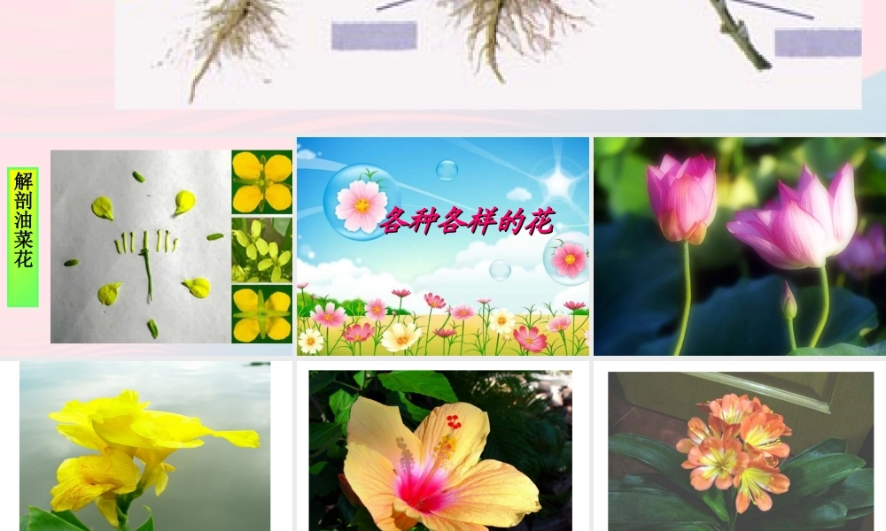 四年级科学下册 2 新的生命 2 各种各样的花课件5 教科版-教科版小学四年级下册自然科学课件