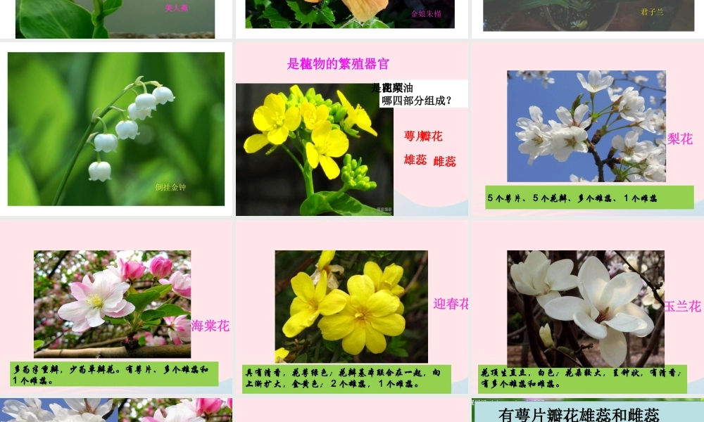 四年级科学下册 2 新的生命 2 各种各样的花课件5 教科版-教科版小学四年级下册自然科学课件