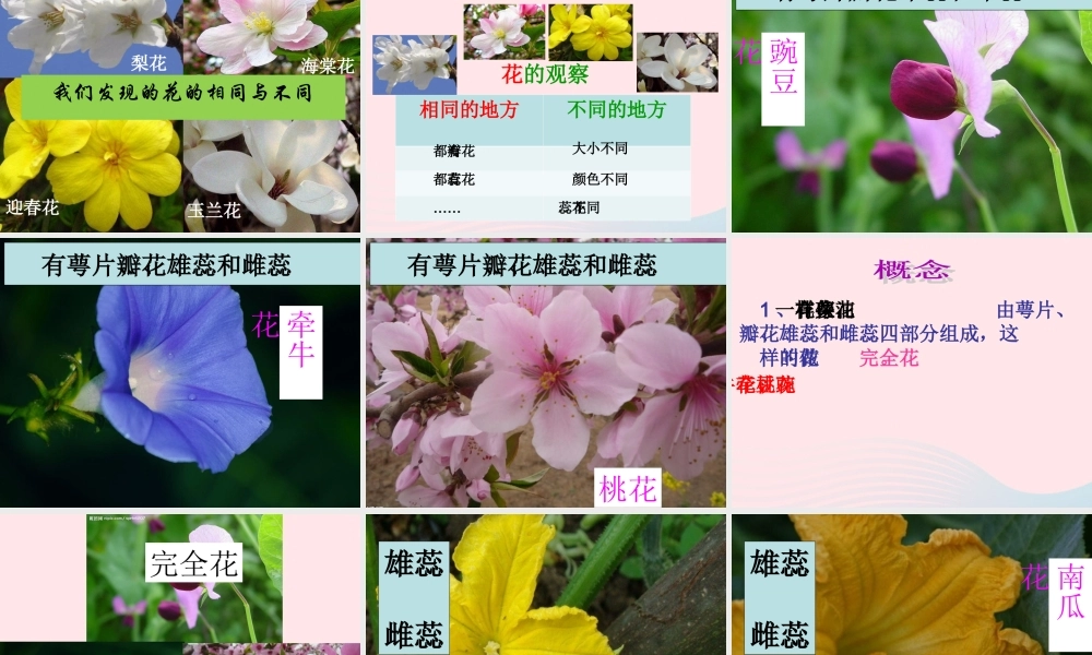 四年级科学下册 2 新的生命 2 各种各样的花课件5 教科版-教科版小学四年级下册自然科学课件