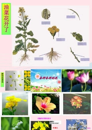 四年级科学下册 2 新的生命 2 各种各样的花课件5 教科版-教科版小学四年级下册自然科学课件