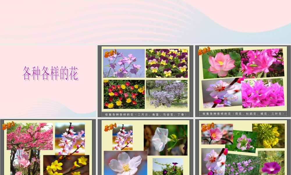 四年级科学下册 2 新的生命 2各种各样的花课件 教科版-教科版小学四年级下册自然科学课件