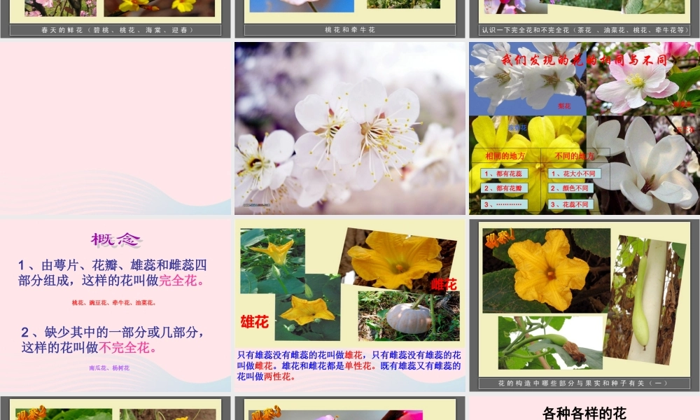 四年级科学下册 2 新的生命 2各种各样的花课件 教科版-教科版小学四年级下册自然科学课件