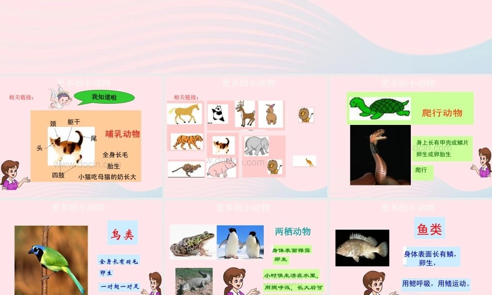四年级科学上册 第10课《更多的小动物》课件（5） 鄂教版-鄂教版小学四年级上册自然科学课件
