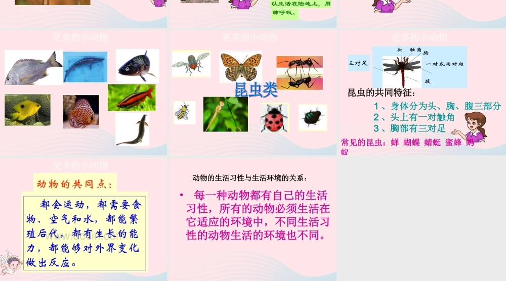 四年级科学上册 第10课《更多的小动物》课件（5） 鄂教版-鄂教版小学四年级上册自然科学课件
