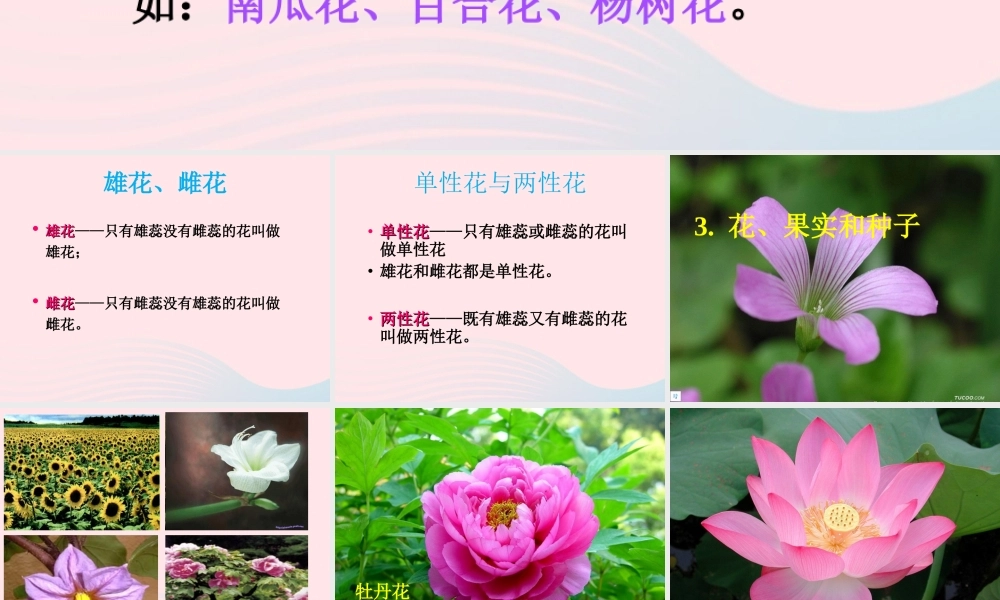 四年级科学下册 2 新的生命 3 花 果实和种子课件 教科版-教科版小学四年级下册自然科学课件