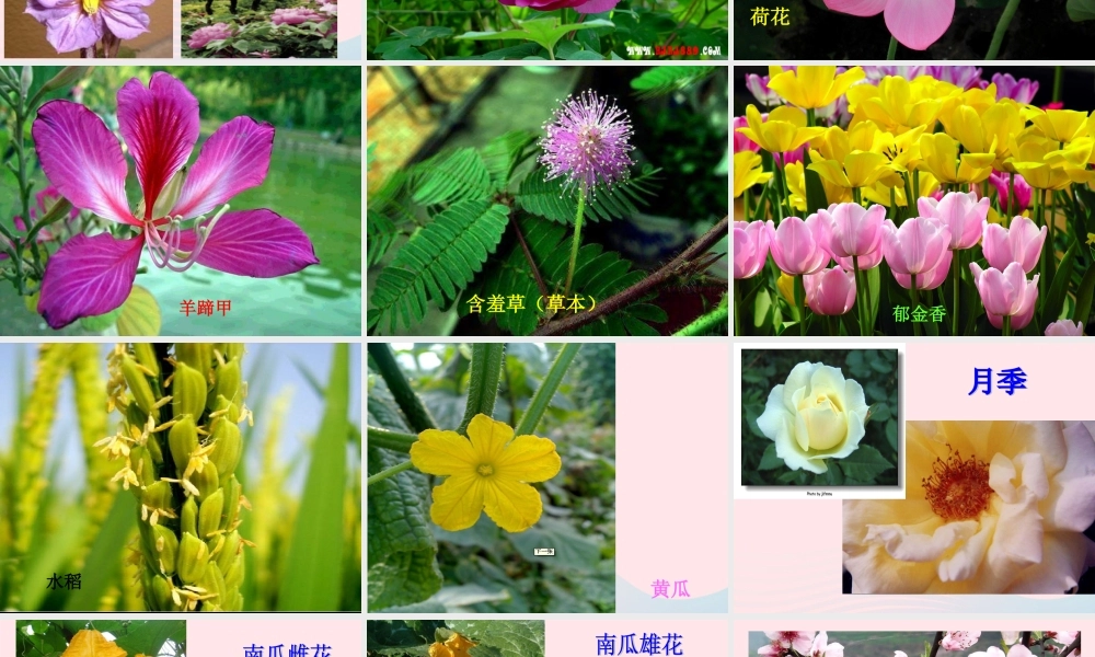 四年级科学下册 2 新的生命 3 花 果实和种子课件 教科版-教科版小学四年级下册自然科学课件