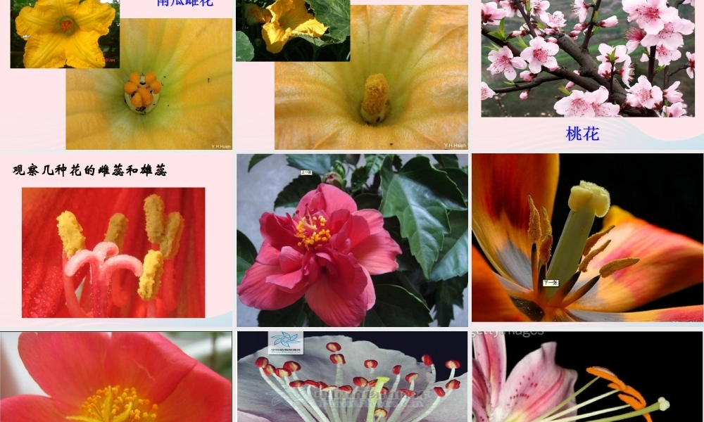 四年级科学下册 2 新的生命 3 花 果实和种子课件 教科版-教科版小学四年级下册自然科学课件