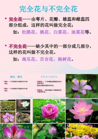 四年级科学下册 2 新的生命 3 花 果实和种子课件 教科版-教科版小学四年级下册自然科学课件