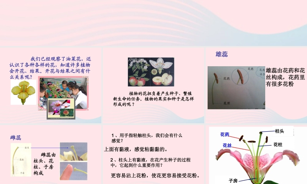 四年级科学下册 2 新的生命 3 花 果实和种子课件1 教科版-教科版小学四年级下册自然科学课件