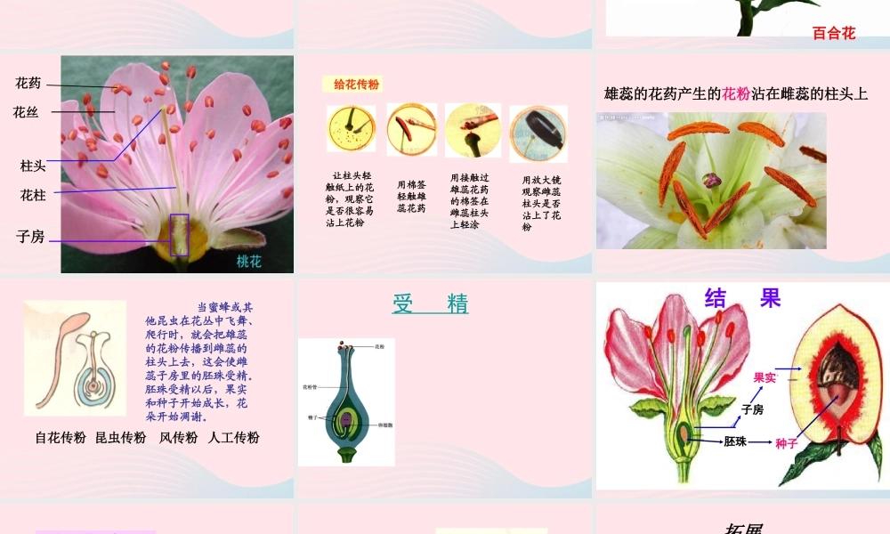 四年级科学下册 2 新的生命 3 花 果实和种子课件1 教科版-教科版小学四年级下册自然科学课件