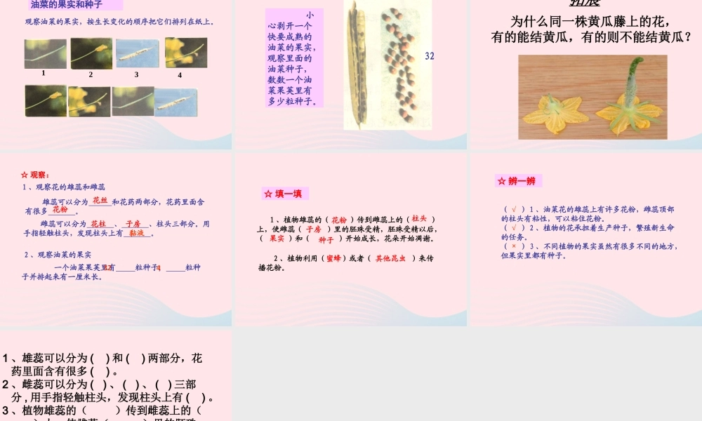 四年级科学下册 2 新的生命 3 花 果实和种子课件1 教科版-教科版小学四年级下册自然科学课件