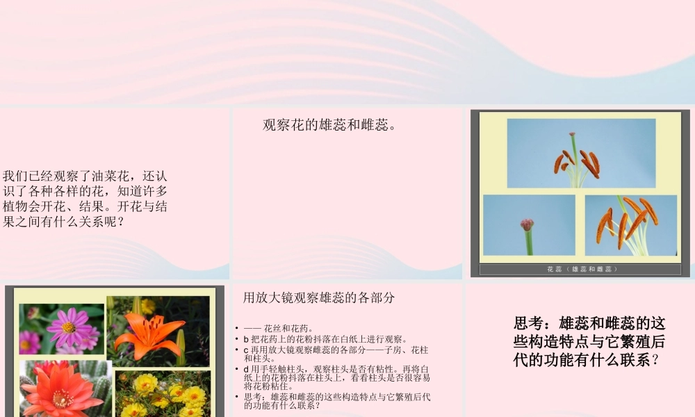 四年级科学下册 2 新的生命 3 花 果实和种子课件2 教科版-教科版小学四年级下册自然科学课件