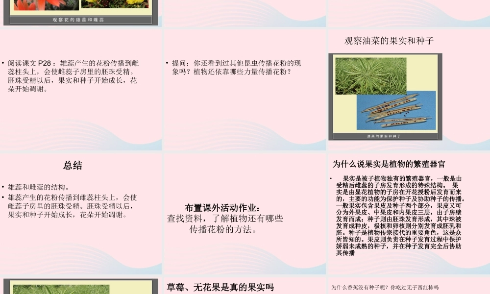 四年级科学下册 2 新的生命 3 花 果实和种子课件2 教科版-教科版小学四年级下册自然科学课件