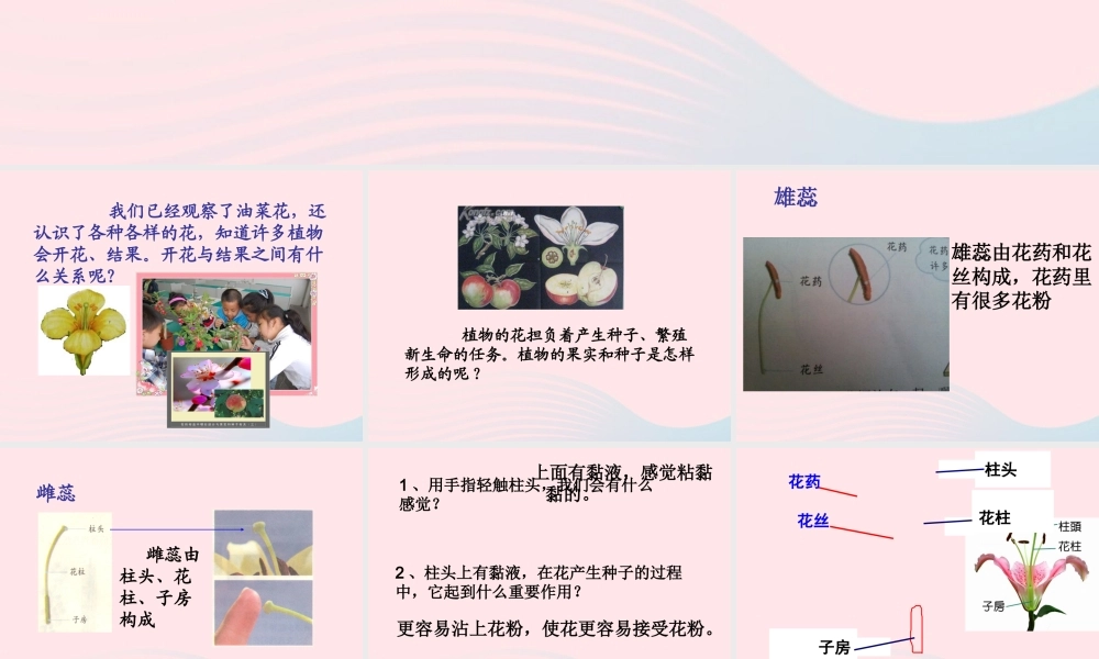 四年级科学下册 2 新的生命 3 花 果实和种子课件3 教科版-教科版小学四年级下册自然科学课件
