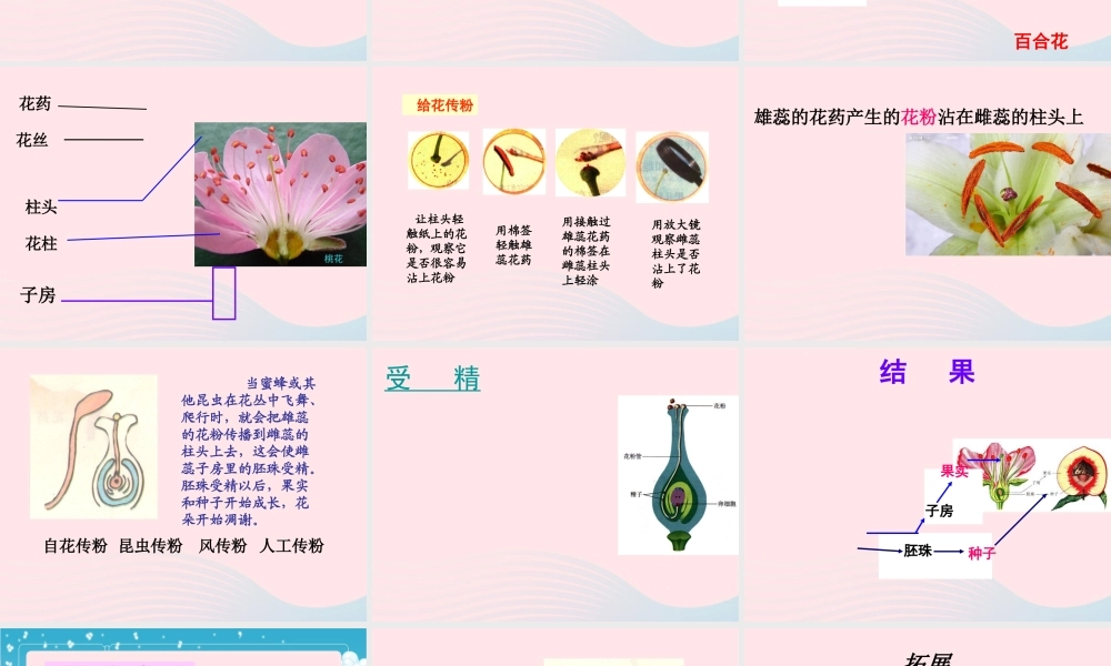 四年级科学下册 2 新的生命 3 花 果实和种子课件3 教科版-教科版小学四年级下册自然科学课件